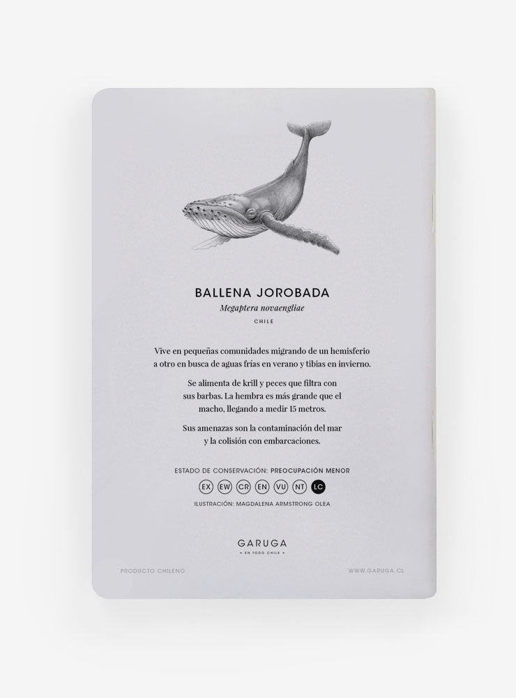 Libreta – Ballena Jorobada